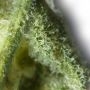 Pineapple Crack Auto Feminized by Top Shelf Elite THC Content Potency Strength CBD Height Yield Flowering Time Indica Sativa Gen