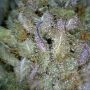 Red Pure Auto CBD Feminized by Sweet Seeds THC Content Potency Strength CBD Height Yield Flowering Time Indica Sativa Genetics