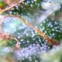 Black Jack CBD Feminized by Sweet Seeds THC Content Potency Strength CBD Height Yield Flowering Time Indica Sativa Genetics