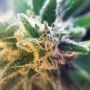 Mothers Tongue Regular by TGA Seeds THC Content Potency Strength CBD Height Yield Flowering Time Indica Sativa Genetics