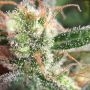 Strawberry Cream Feminized by Sumo Seeds THC Content Potency Strength CBD Height Yield Flowering Time Indica Sativa Genetics