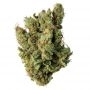 Sumo Seeds Silver Buddha Haze Smoke Buds Weed Ganja Skunk Dope Pot Images Pics Nuggets