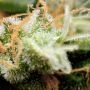 Canadian Sour Feminized by Sumo Seeds THC Content Potency Strength CBD Height Yield Flowering Time Indica Sativa Genetics