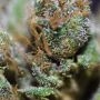 Royal Kush Feminized by G13 Labs THC Content Potency Strength CBD Height Yield Flowering Time Indica Sativa Genetics