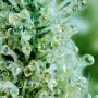 Blueberry Gum Feminized by G13 Labs THC Content Potency Strength CBD Height Yield Flowering Time Indica Sativa Genetics