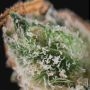 Medi Bomb No.2 Feminized by Bomb Seeds THC Content Potency Strength CBD Height Yield Flowering Time Indica Sativa Genetics