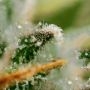 Sweet Carrot Jam Feminized by Big Monster Seeds THC Content Potency Strength CBD Height Yield Flowering Time Indica Sativa Genet