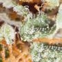 X Haze Feminized by White Label THC Content Potency Strength CBD Height Yield Flowering Time Indica Sativa Genetics