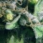 White Widow Regular by White Label THC Content Potency Strength CBD Height Yield Flowering Time Indica Sativa Genetics