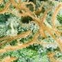 White Diesel Feminized by White Label THC Content Potency Strength CBD Height Yield Flowering Time Indica Sativa Genetics