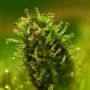 Super Skunk Regular by White Label THC Content Potency Strength CBD Height Yield Flowering Time Indica Sativa Genetics