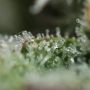 Double Gum Regular by White Label THC Content Potency Strength CBD Height Yield Flowering Time Indica Sativa Genetics