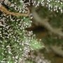 Amnesia by White Label THC Content Potency Strength CBD Height Yield Flowering Time Indica Sativa Genetics