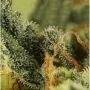 Super Skunk Auto Feminized by Vision Seeds THC Content Potency Strength CBD Height Yield Flowering Time Indica Sativa Genetics