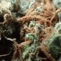 Silver Haze Feminized by Vision Seeds THC Content Potency Strength CBD Height Yield Flowering Time Indica Sativa Genetics