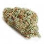 Vision Seeds Critical Impact Smoke Buds Weed Ganja Skunk Dope Pot Images Pics Nuggets