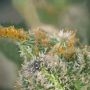 CBD Saga Feminized by Super Strains THC Content Potency Strength CBD Height Yield Flowering Time Indica Sativa Genetics