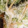 Sweet Tooth x SCBDX Feminized by Super CBDx THC Content Potency Strength CBD Height Yield Flowering Time Indica Sativa Genetics