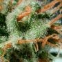 Power Plant Regular by Spliff Seeds THC Content Potency Strength CBD Height Yield Flowering Time Indica Sativa Genetics