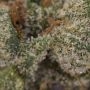 Moon Walker Kush Feminized by Spliff Seeds THC Content Potency Strength CBD Height Yield Flowering Time Indica Sativa Genetics