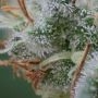 Reclining Buddha Regular by Soma Seeds THC Content Potency Strength CBD Height Yield Flowering Time Indica Sativa Genetics