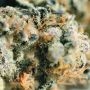 Triple Cherry Diesel Regular by SinCity Seeds THC Content Potency Strength CBD Height Yield Flowering Time Indica Sativa Genetic