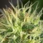 Yeti Automatic Feminized by Short Stuff THC Content Potency Strength CBD Height Yield Flowering Time Indica Sativa Genetics