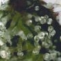 Pink Grapefruit Auto Feminized by Short Stuff THC Content Potency Strength CBD Height Yield Flowering Time Indica Sativa Genetic