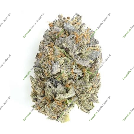 Hash Plant Reg Quality Marijuana Strain by Sensi Seed Bank