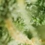 Ed Rosenthal Superbud Reg by Sensi Seed Bank THC Content Potency Strength CBD Height Yield Flowering Time Indica Sativa Genetics