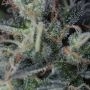 Cream & Cheese CBD Feminized by Seedsman THC Content Potency Strength CBD Height Yield Flowering Time Indica Sativa Genetics