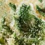 Seedsman Sweet Tooth Auto Smoke Buds Weed Ganja Skunk Dope Pot Images Pics Nuggets