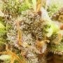 Durban Magic Regular by Seeds of Africa THC Content Potency Strength CBD Height Yield Flowering Time Indica Sativa Genetics