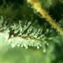 Raspberry Cough Regular by Nirvana THC Content Potency Strength CBD Height Yield Flowering Time Indica Sativa Genetics