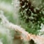Lowboldt Auto Feminized by Sagarmatha Seeds THC Content Potency Strength CBD Height Yield Flowering Time Indica Sativa Genetics
