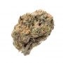 Royal Queen Seeds Speedy Chile Fast V Smoke Buds Weed Ganja Skunk Dope Pot Images Pics Nuggets