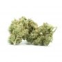 Royal Queen Seeds Fast Eddy Auto CBD Smoke Buds Weed Ganja Skunk Dope Pot Images Pics Nuggets
