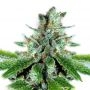 Rockwell Seeds Red Star Smoke Buds Weed Ganja Skunk Dope Pot Images Pics Nuggets