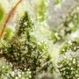 Fuel OG Feminized by Ripper Seeds THC Content Potency Strength CBD Height Yield Flowering Time Indica Sativa Genetics