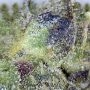DO-G Feminized by Ripper Seeds THC Content Potency Strength CBD Height Yield Flowering Time Indica Sativa Genetics