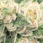 Watermelon Zkittlez Feminized by Pyramid Seeds THC Content Potency Strength CBD Height Yield Flowering Time Indica Sativa Geneti