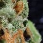 Tutankhamon Feminized by Pyramid Seeds THC Content Potency Strength CBD Height Yield Flowering Time Indica Sativa Genetics