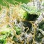 New York City Feminized by Pyramid Seeds THC Content Potency Strength CBD Height Yield Flowering Time Indica Sativa Genetics