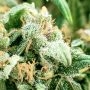 American Pie Auto Feminized by Pyramid Seeds THC Content Potency Strength CBD Height Yield Flowering Time Indica Sativa Genetics