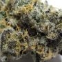 Cherry Cake Regular by Purple Caper THC Content Potency Strength CBD Height Yield Flowering Time Indica Sativa Genetics