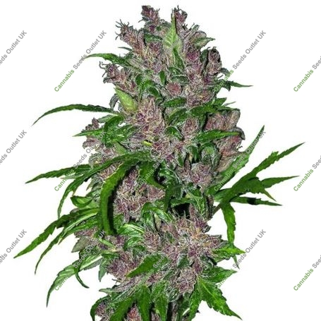 Chocolate Cannalope Regular Marijuana Strain by Purple Caper For Sale Online at Cannabis Seeds Outlet