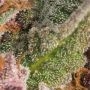 Jack Diesel Express Auto Feminized by Positronic Seeds THC Content Potency Strength CBD Height Yield Flowering Time Indica Sativ
