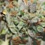 Stilton Auto Feminized by Philosopher Seeds THC Content Potency Strength CBD Height Yield Flowering Time Indica Sativa Genetics