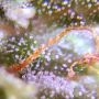 Wappa Feminized by Paradise Seeds THC Content Potency Strength CBD Height Yield Flowering Time Indica Sativa Genetics