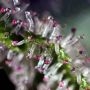 Sweet Purple Feminized by Paradise Seeds THC Content Potency Strength CBD Height Yield Flowering Time Indica Sativa Genetics